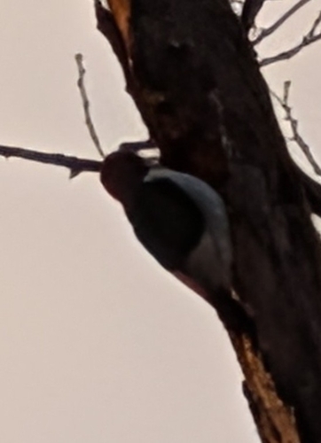 Red-headed Woodpecker observed by coconutcrusher