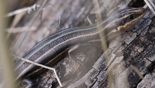 Common Five-lined Skink observed by dmort