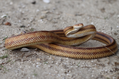 Eastern Ratsnake observed by anthony_damiani