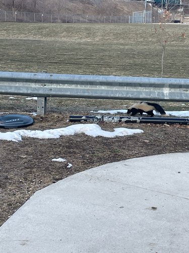 Striped Skunk observed by chappiee