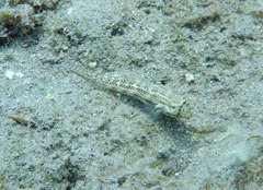 Gnatholepis thompsoni