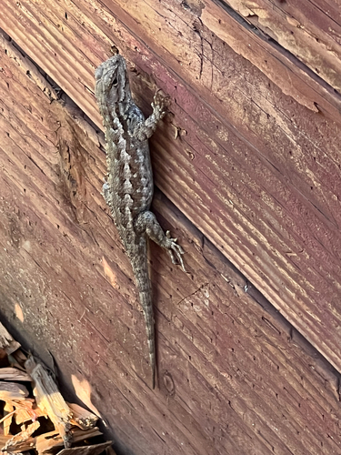Western Fence Lizard observed by sarahrainey77