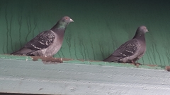 Columba livia domestica