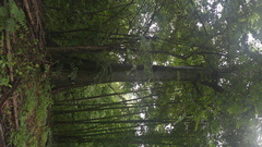 Ceiba trischistandra, photograph (c) Raúl A. Ruiz M., some rights reserved (CC BY)