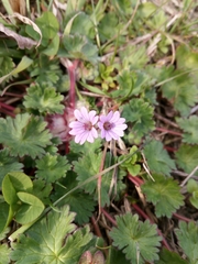 Geranium molle