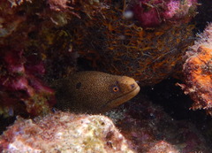 Gymnothorax miliaris