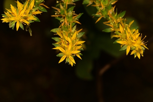 Sedum Palmeri