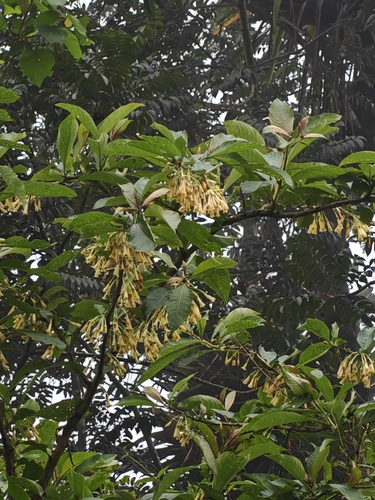 Iochroma confertiflorum
