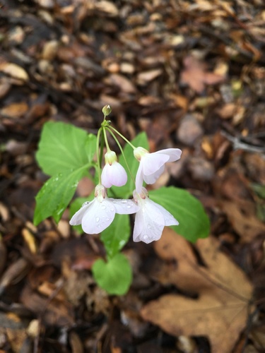 iNaturalist observation photo of milkmaids