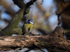 Cyanistes caeruleus