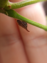 Enchenopa squamigera