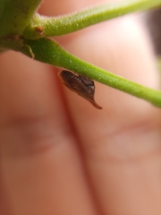 Enchenopa squamigera