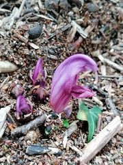 Lathraea clandestina