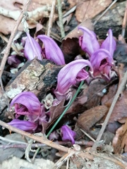 Lathraea clandestina