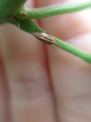 Enchenopa squamigera