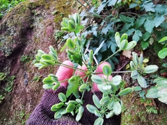 Arracacia atropurpurea