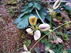 Arracacia atropurpurea
