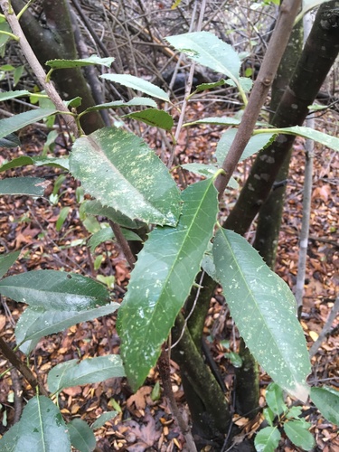 iNaturalist observation photo of Toyon