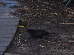 Turdus merula