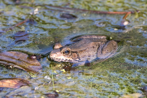Green Frog observed by mcferny