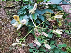 Arracacia atropurpurea