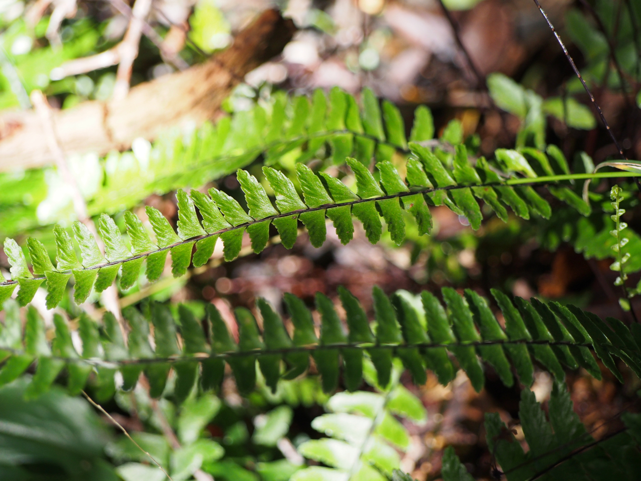Asplenium normale