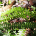 Rainforest Spleenwort - Photo (c) Wendy Feltham, some rights reserved (CC BY-NC), uploaded by Wendy Feltham