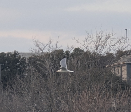 Ring-billed Gull observed by rinmehta