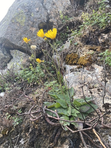 Clova Hawkweed (Hieracium clovense)