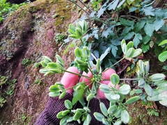 Arracacia atropurpurea