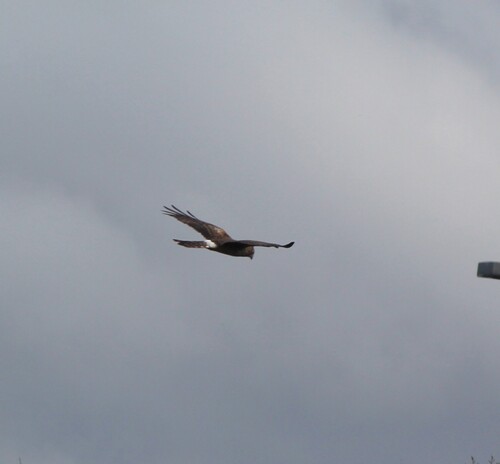 Northern Harrier observed by nnuebel