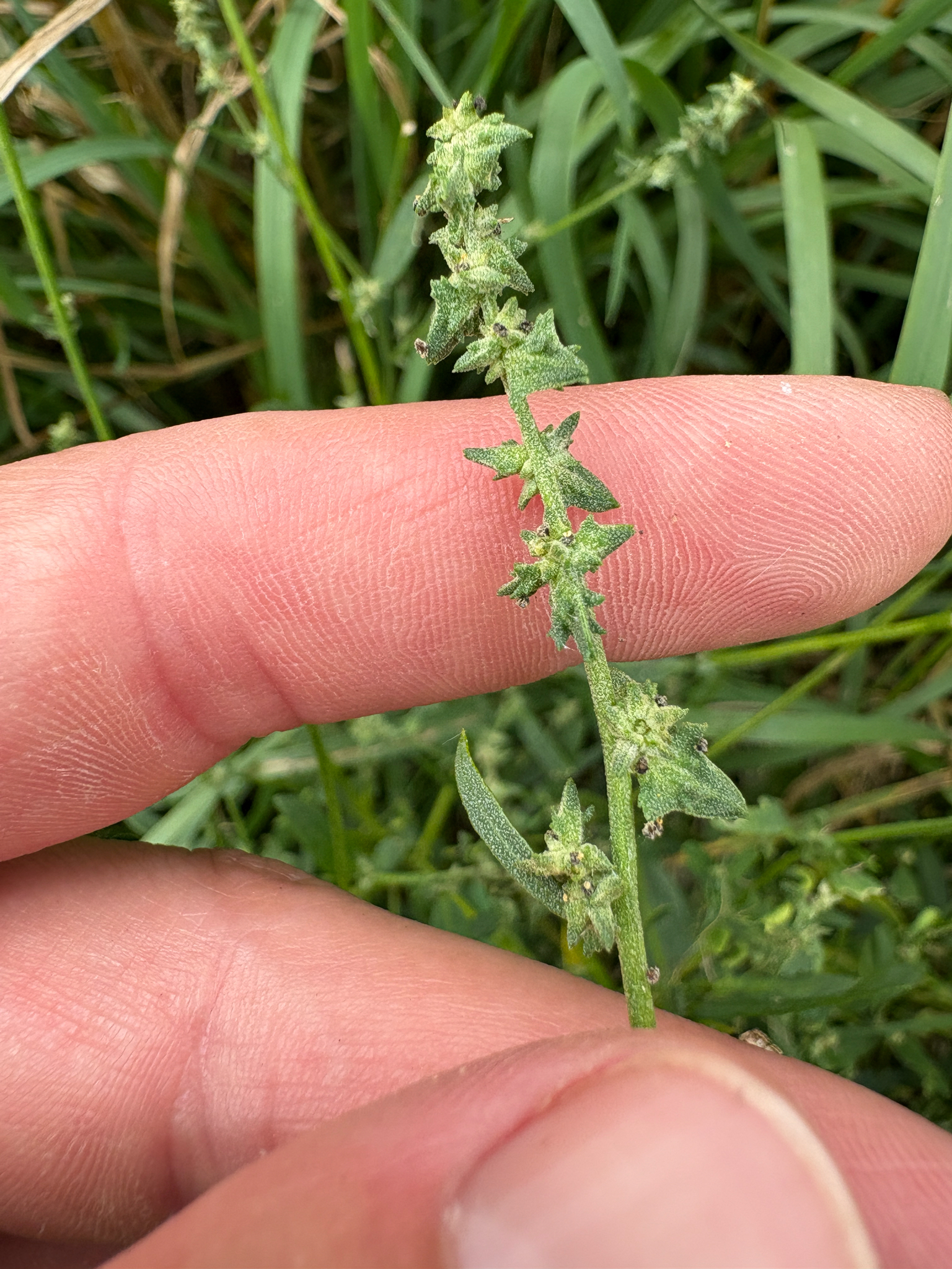 Spear Saltbush (Atriplex patula)