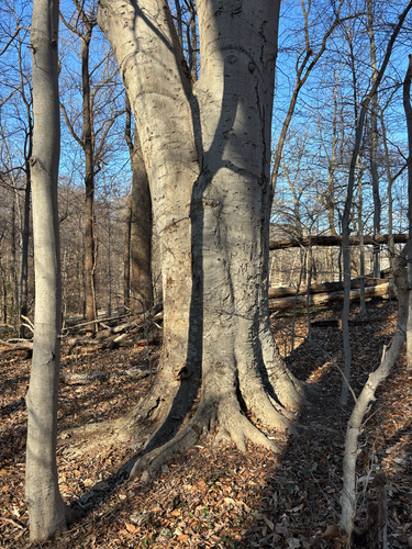 American Beech