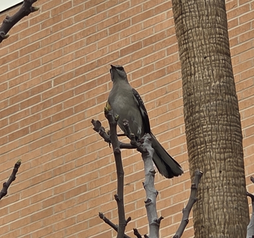 Northern Mockingbird observed by ryanb921
