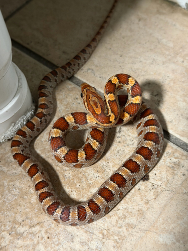 Red Cornsnake observed by jillcozza