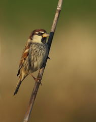 Spanish Sparrow photo 5