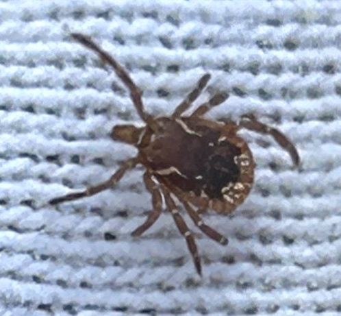 Amblyomma americanum Linnaeus, 1758