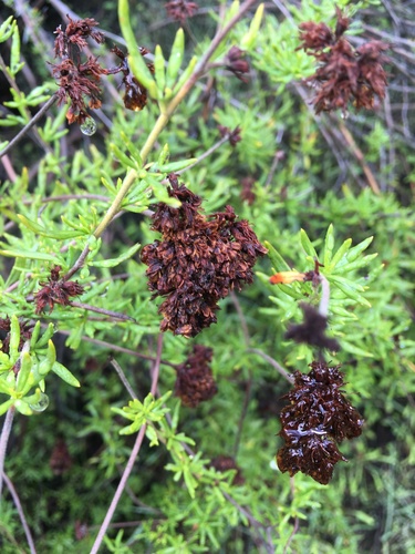 iNaturalist observation photo of California Buckwheat
