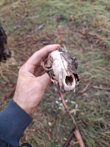 Red Fox observed by agmiller1990