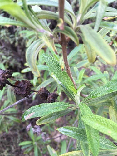 iNaturalist observation photo of black sage