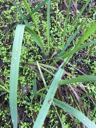 iNaturalist observation photo of grasses