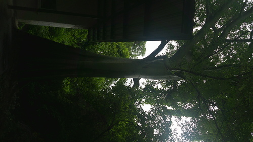 Ceiba trischistandra, photograph 5