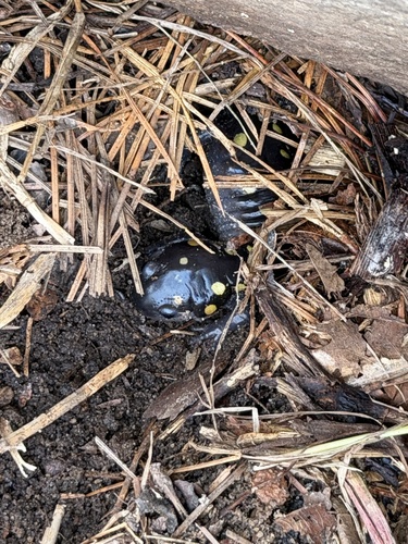 Spotted Salamander observed by novvictan