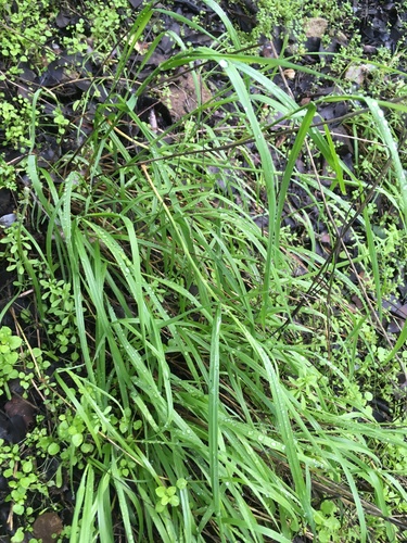 iNaturalist observation photo of grasses