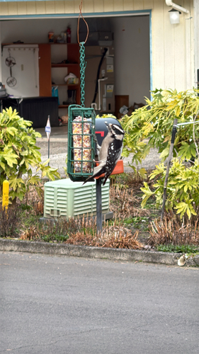 Downy Woodpecker observed by stevejbader