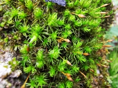 Ptychomitrium serratum