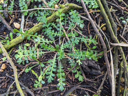 Lepidium tenuicaule observed 2026-02-18