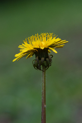 Taraxacum officinale