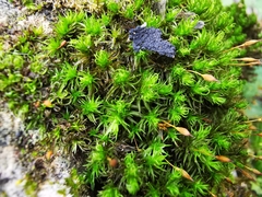 Ptychomitrium serratum