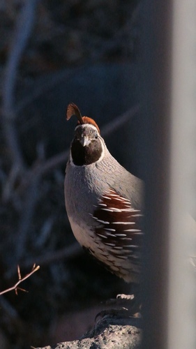 Gambel's Quail observed by laurenoutwest